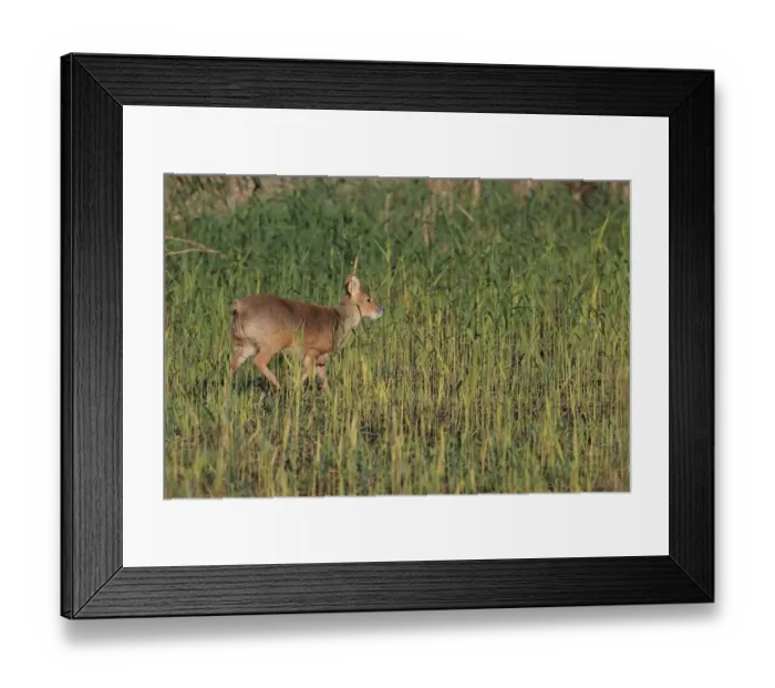 Framed Print : Chinese Water Deer (Hydropotes inermis) introduced species, adult male, walking in reedbed, Norfolk, England, November Framed Print : Chinese Water Deer (Hydropotes inermis) introduced species, adult male, walking in reedbed, Norfolk, England, November