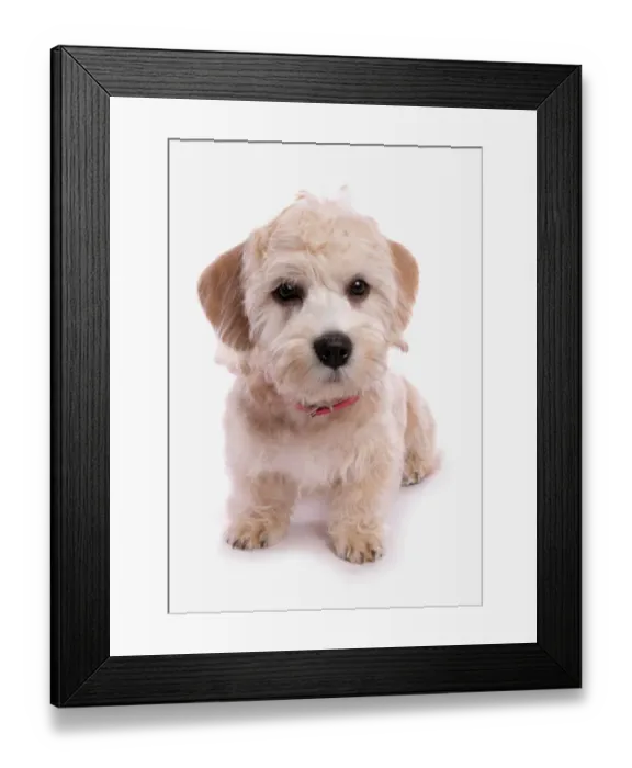 Framed Print : Domestic Dog, Dandie Dinmont Terrier, puppy, wearing collar, sitting Framed Print : Domestic Dog, Dandie Dinmont Terrier, puppy, wearing collar, sitting