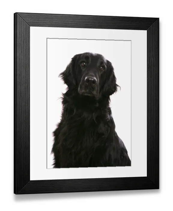 Framed Print : Domestic Dog, Flat-coated Retriever, adult, close-up of head and chest