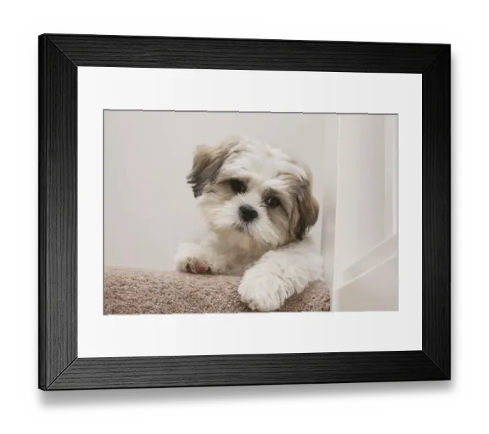 Framed Print : Domestic Dog, Shih Tzu, puppy, laying on carpet at top of staircase, England, October