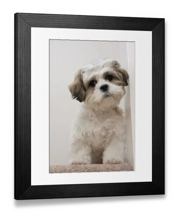 Framed Print : Domestic Dog, Shih Tzu, puppy, sitting on carpet at top of staircase, England, October