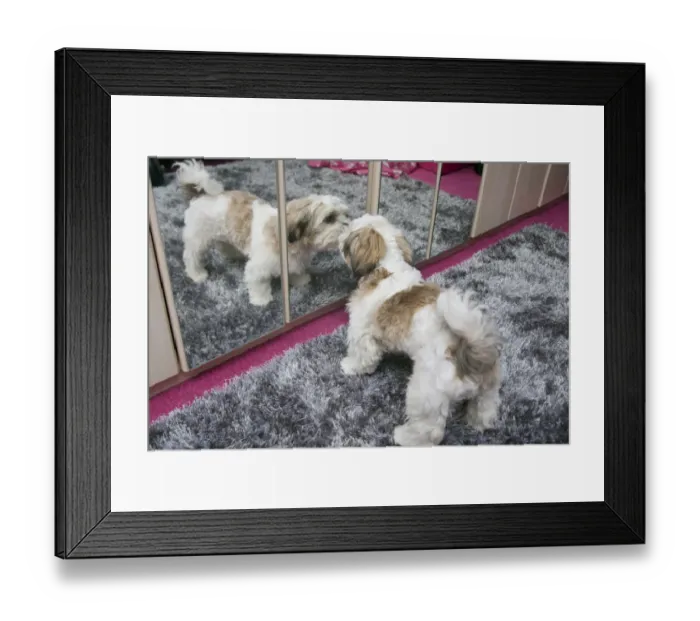 Framed Print : Domestic Dog, Shih Tzu, puppy, investigating reflection in mirror, England, October Framed Print : Domestic Dog, Shih Tzu, puppy, investigating reflection in mirror, England, October