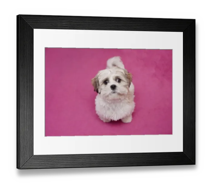 Framed Print : Domestic Dog, Shih Tzu, puppy, sitting on pink carpet, England, October Framed Print : Domestic Dog, Shih Tzu, puppy, sitting on pink carpet, England, October