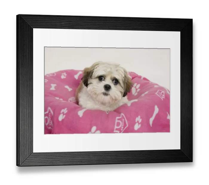 Framed Print : Domestic Dog, Shih Tzu, puppy, laying on bed Framed Print : Domestic Dog, Shih Tzu, puppy, laying on bed