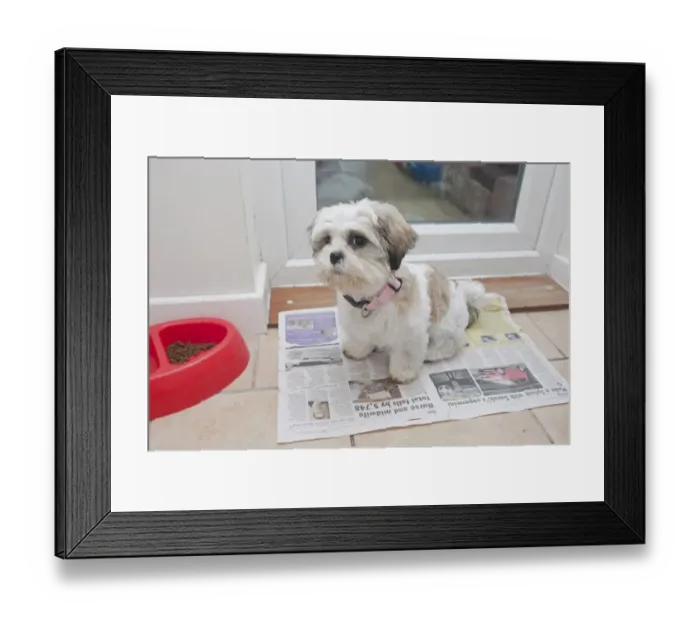 Framed Print : Domestic Dog, Shih Tzu, puppy, toilet training on newspaper beside door, England, October Framed Print : Domestic Dog, Shih Tzu, puppy, toilet training on newspaper beside door, England, October