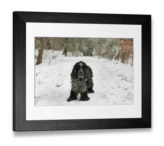 Framed Print : Domestic Dog, English Cocker Spaniel, elderly adult, standing on snow covered path in woodland, England, January Framed Print : Domestic Dog, English Cocker Spaniel, elderly adult, standing on snow covered path in woodland, England, January