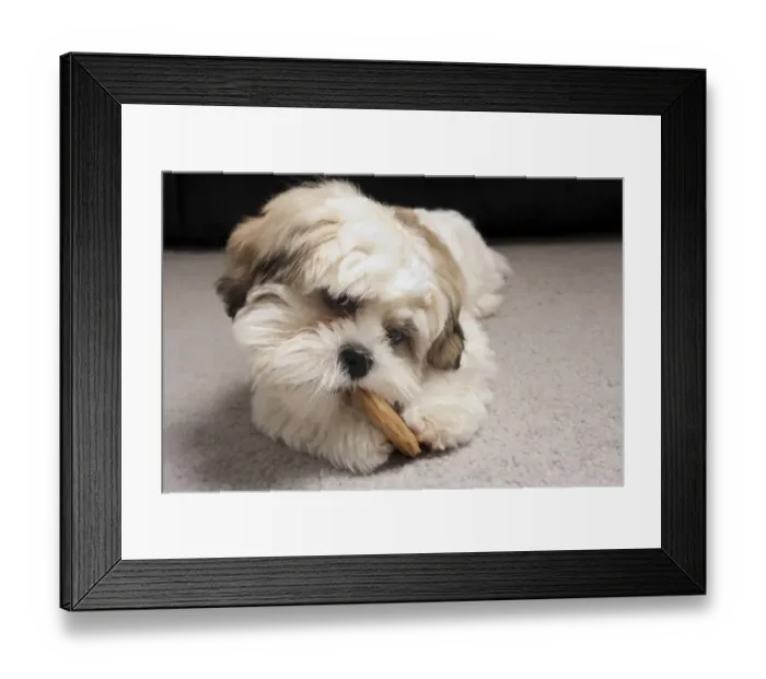 Framed Print : Domestic Dog, Shih Tzu, puppy, chewing on hide chew, laying on carpet, England, October Framed Print : Domestic Dog, Shih Tzu, puppy, chewing on hide chew, laying on carpet, England, October
