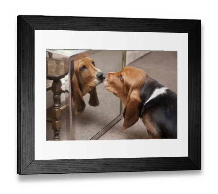 Framed Print : Domestic Dog, Basset Hound, puppy, looking at reflection in mirror, England, January Framed Print : Domestic Dog, Basset Hound, puppy, looking at reflection in mirror, England, January