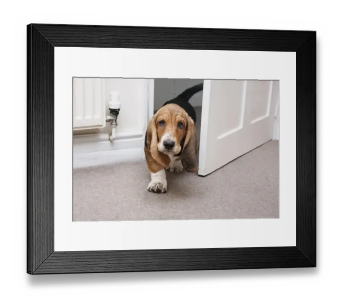 Framed Print : Domestic Dog, Basset Hound, puppy, walking through doorway, England, December Framed Print : Domestic Dog, Basset Hound, puppy, walking through doorway, England, December