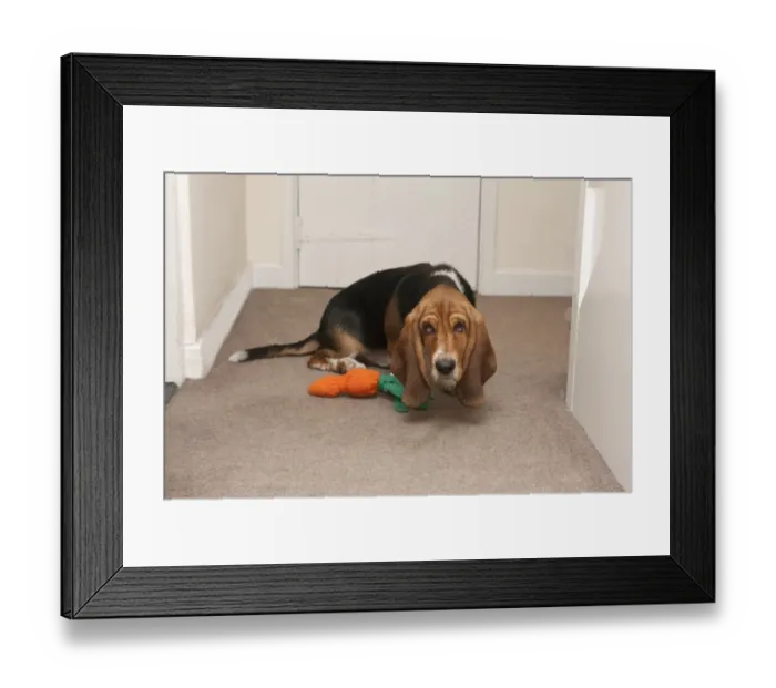Framed Print : Domestic Dog, Basset Hound, puppy, cowering beside toy in hall, England, January Framed Print : Domestic Dog, Basset Hound, puppy, cowering beside toy in hall, England, January