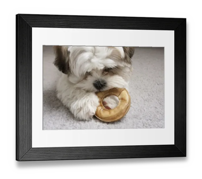 Framed Print : Domestic Dog, Shih Tzu, puppy, close-up of head, chewing on hide chew, laying on carpet, England, October Framed Print : Domestic Dog, Shih Tzu, puppy, close-up of head, chewing on hide chew, laying on carpet, England, October