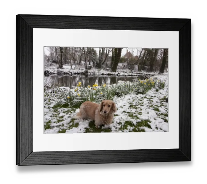 Framed Print : Domestic Dog, Long-haired Miniature Dachshund, adult male, standing on snow beside flowering daffodils and pond Framed Print : Domestic Dog, Long-haired Miniature Dachshund, adult male, standing on snow beside flowering daffodils and pond