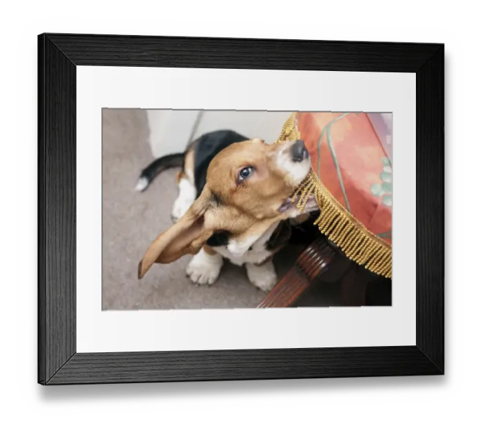 Framed Print : Domestic Dog, Basset Hound, puppy, biting furniture, England, December Framed Print : Domestic Dog, Basset Hound, puppy, biting furniture, England, December