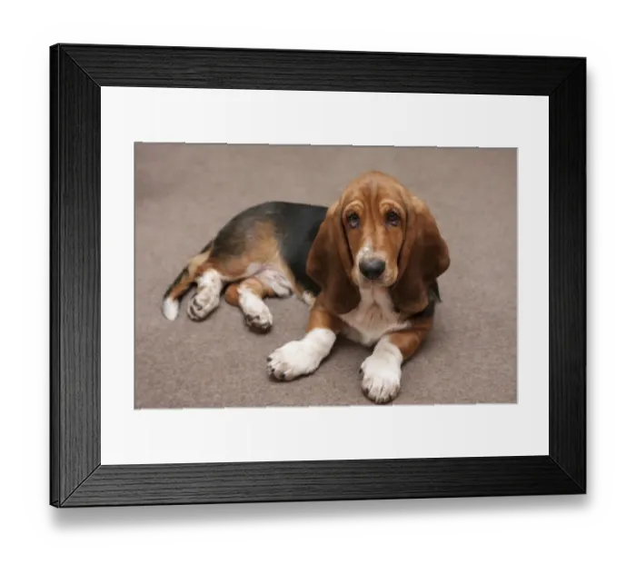 Framed Print : Domestic Dog, Basset Hound, puppy, laying on carpet, England, January Framed Print : Domestic Dog, Basset Hound, puppy, laying on carpet, England, January