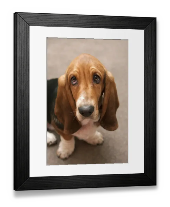 Framed Print : Domestic Dog, Basset Hound, puppy, close-up of head, sitting on carpet, England, January Framed Print : Domestic Dog, Basset Hound, puppy, close-up of head, sitting on carpet, England, January