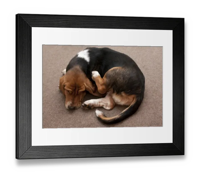 Framed Print : Domestic Dog, Basset Hound, puppy, scratching, laying on carpet, England, January Framed Print : Domestic Dog, Basset Hound, puppy, scratching, laying on carpet, England, January