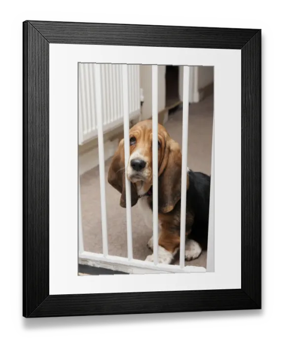 Framed Print : Domestic Dog, Basset Hound, puppy, sitting behind safety gate, England, December Framed Print : Domestic Dog, Basset Hound, puppy, sitting behind safety gate, England, December
