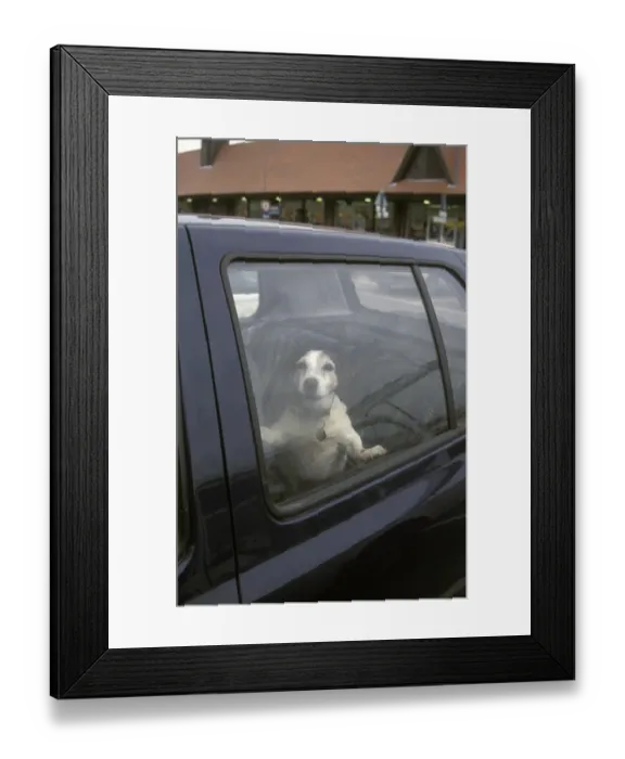 Framed Print : Domestic Dog, Jack Russell Terrier, adult, barking inside car parked in supermarket carpark, England Framed Print : Domestic Dog, Jack Russell Terrier, adult, barking inside car parked in supermarket carpark, England