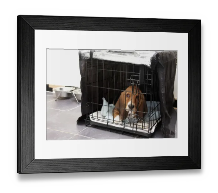 Framed Print : Domestic Dog, Basset Hound, puppy, laying in cage on tiled floor, England, December Framed Print : Domestic Dog, Basset Hound, puppy, laying in cage on tiled floor, England, December