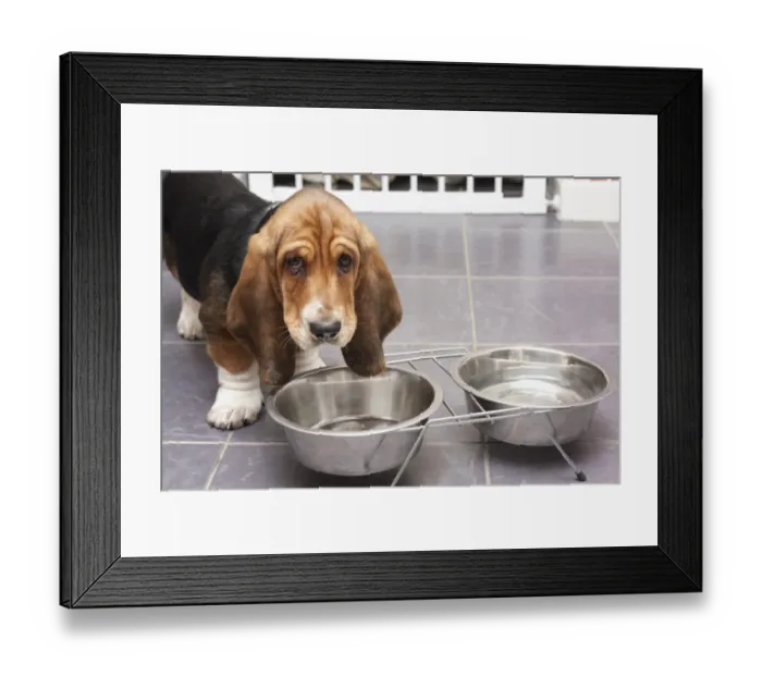 Framed Print : Domestic Dog, Basset Hound, puppy, drinking from metal bowls on tiled floor, England, December Framed Print : Domestic Dog, Basset Hound, puppy, drinking from metal bowls on tiled floor, England, December