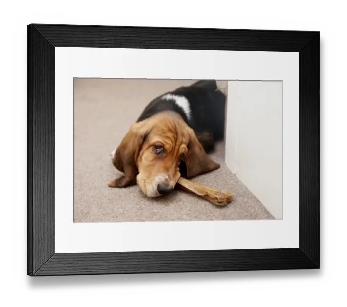 Framed Print : Domestic Dog, Basset Hound, puppy, chewing on hide bone, laying on carpet, England, December Framed Print : Domestic Dog, Basset Hound, puppy, chewing on hide bone, laying on carpet, England, December