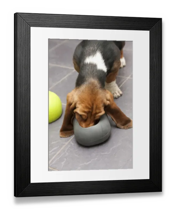 Framed Print : Domestic Dog, Basset Hound, puppy, feeding from moulded rubber bowl on tiled floor, England, January