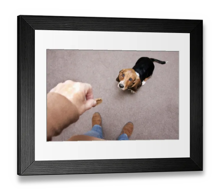Framed Print : Domestic Dog, Basset Hound, puppy, sitting for treat offered by owner, England, December Framed Print : Domestic Dog, Basset Hound, puppy, sitting for treat offered by owner, England, December