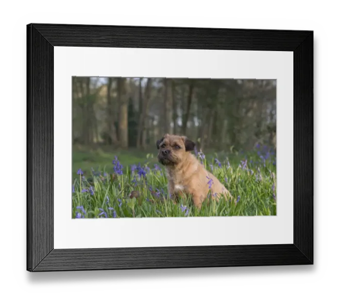 Framed Print : Domestic Dog, Border Terrier, adult, sitting in Bluebell (Endymion non-scriptus) flowering mass in deciduous woodland Framed Print : Domestic Dog, Border Terrier, adult, sitting in Bluebell (Endymion non-scriptus) flowering mass in deciduous woodland