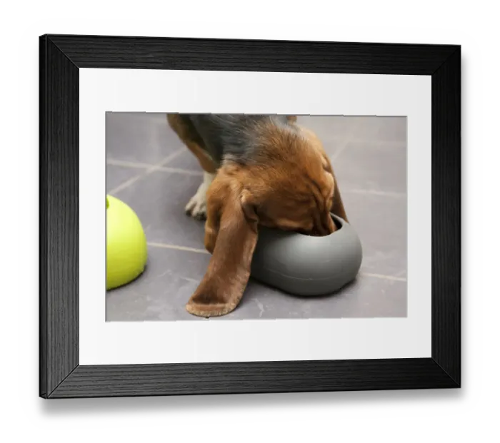 Framed Print : Domestic Dog, Basset Hound, puppy, feeding from moulded rubber bowl on tiled floor, England, January Framed Print : Domestic Dog, Basset Hound, puppy, feeding from moulded rubber bowl on tiled floor, England, January