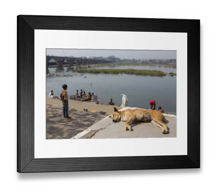 Framed Print : Domestic Dog, Pariah Dog, adult female, sleeping, with people washing in river, near Jabalpur, Madhya Pradesh, India Framed Print : Domestic Dog, Pariah Dog, adult female, sleeping, with people washing in river, near Jabalpur, Madhya Pradesh, India