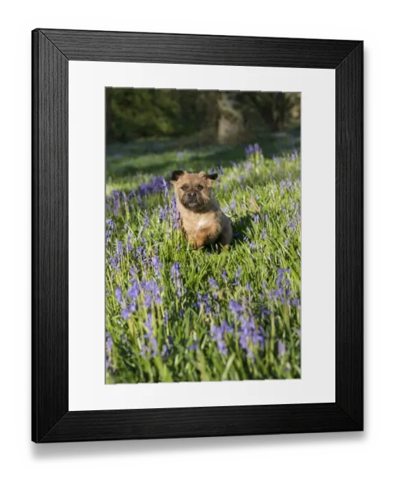 Framed Print : Domestic Dog, Border Terrier, adult, running in Bluebell (Endymion non-scriptus) flowering mass in deciduous woodland Framed Print : Domestic Dog, Border Terrier, adult, running in Bluebell (Endymion non-scriptus) flowering mass in deciduous woodland