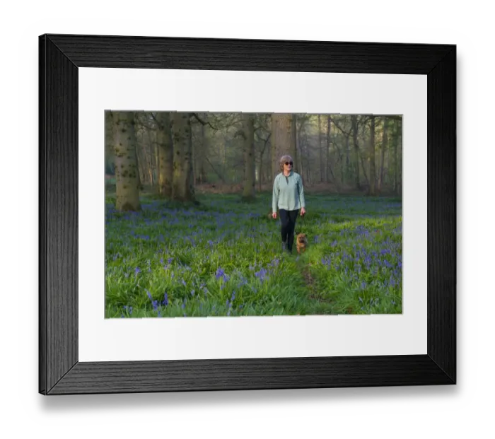 Framed Print : Domestic Dog, Border Terrier, adult, walking on lead beside owner through Bluebell (Endymion non-scriptus) Framed Print : Domestic Dog, Border Terrier, adult, walking on lead beside owner through Bluebell (Endymion non-scriptus)