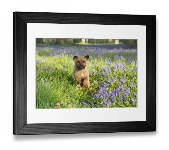 Framed Print : Domestic Dog, Border Terrier, adult, running in Bluebell (Endymion non-scriptus) flowering mass in deciduous woodland