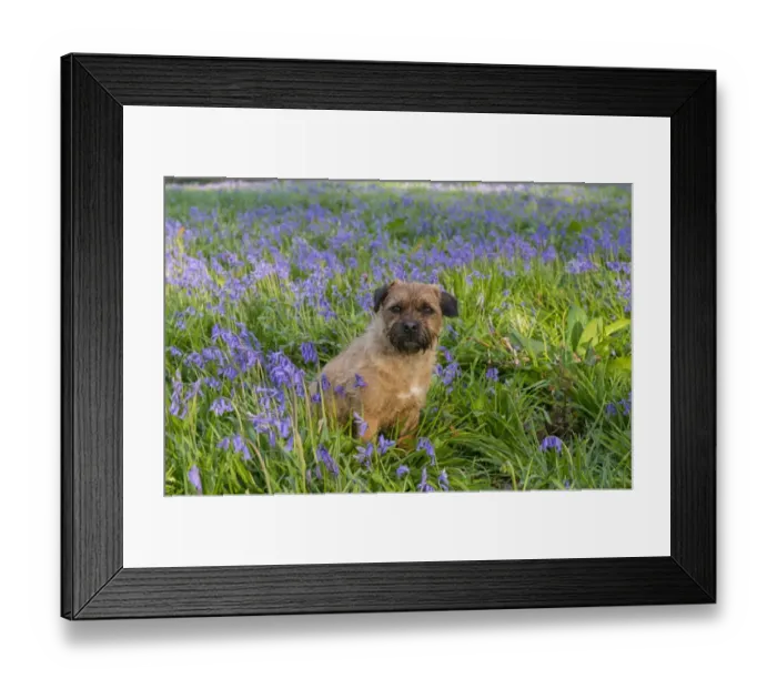 Framed Print : Domestic Dog, Border Terrier, adult, sitting in Bluebell (Endymion non-scriptus) flowering mass in deciduous woodland Framed Print : Domestic Dog, Border Terrier, adult, sitting in Bluebell (Endymion non-scriptus) flowering mass in deciduous woodland