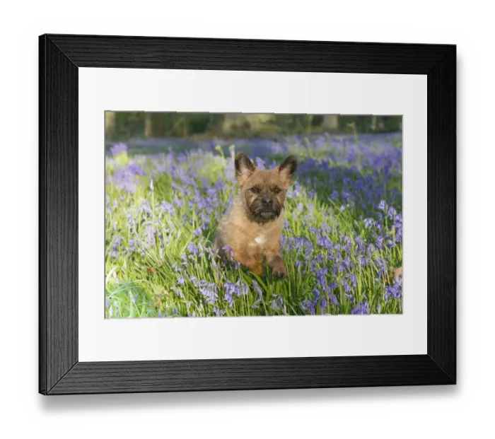 Framed Print : Domestic Dog, Border Terrier, adult, running in Bluebell (Endymion non-scriptus) flowering mass in deciduous woodland Framed Print : Domestic Dog, Border Terrier, adult, running in Bluebell (Endymion non-scriptus) flowering mass in deciduous woodland