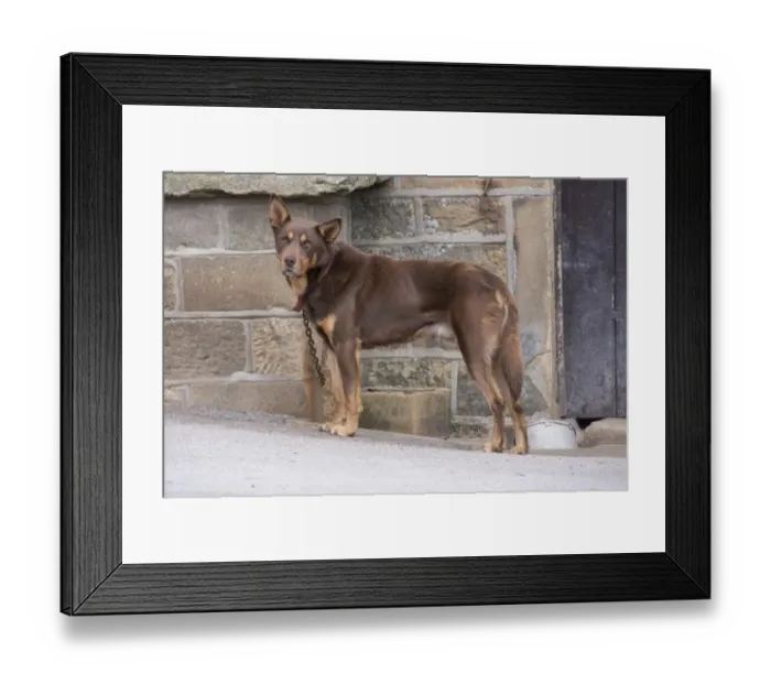 Framed Print : Domestic Dog, Working Kelpie, adult, sheepdog chained in farmyard, Holmfirth, West Yorkshire, England, August