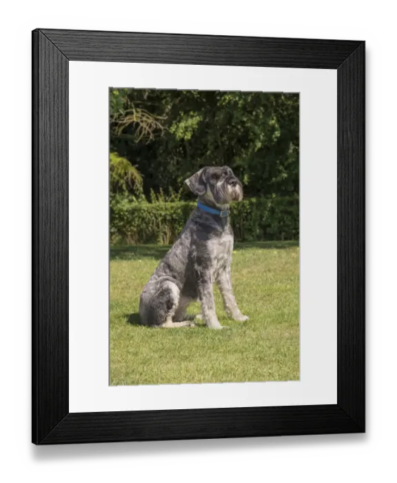 Framed Print : Domestic Dog, Giant Schnauzer, adult female, sitting on grass, Lincolnshire, England, August Framed Print : Domestic Dog, Giant Schnauzer, adult female, sitting on grass, Lincolnshire, England, August