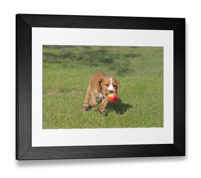 Framed Print : Domestic Dog, English Cocker Spaniel, puppy, running with apple in mouth, playing on lawn, Norfolk, England, August Framed Print : Domestic Dog, English Cocker Spaniel, puppy, running with apple in mouth, playing on lawn, Norfolk, England, August