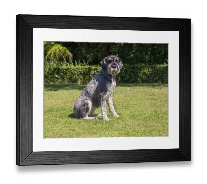 Framed Print : Domestic Dog, Giant Schnauzer, adult female, sitting on grass, Lincolnshire, England, August Framed Print : Domestic Dog, Giant Schnauzer, adult female, sitting on grass, Lincolnshire, England, August