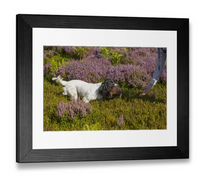 Framed Print : Domestic Dog, Working Spaniel, adult, with shot Red Grouse (Lagopus lagopus scoticus) in mouth Framed Print : Domestic Dog, Working Spaniel, adult, with shot Red Grouse (Lagopus lagopus scoticus) in mouth