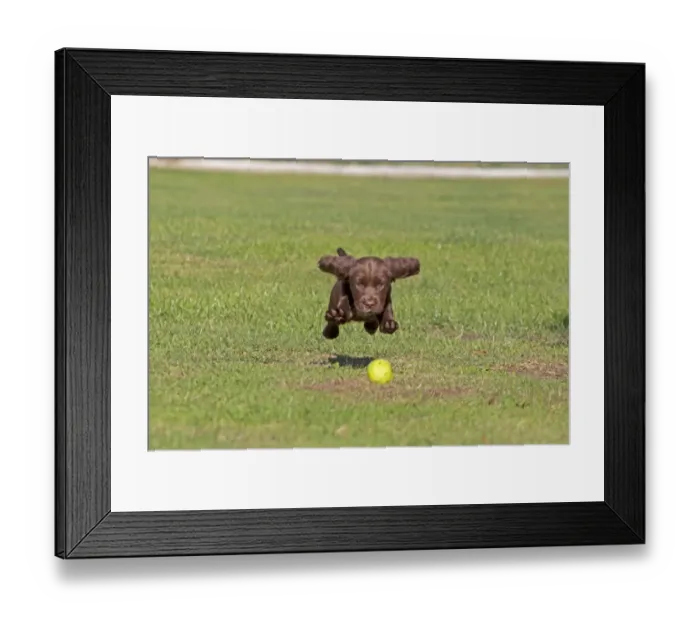 Framed Print : Domestic Dog, English Cocker Spaniel, puppy, pouncing on apple, playing on lawn, Norfolk, England, August