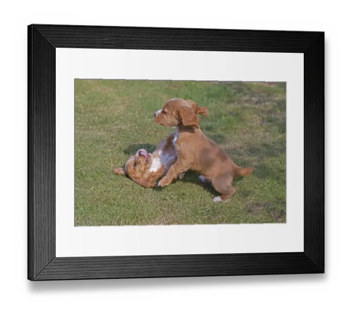 Framed Print : Domestic Dog, English Cocker Spaniel, two puppies, playfighting on lawn, Norfolk, England, August Framed Print : Domestic Dog, English Cocker Spaniel, two puppies, playfighting on lawn, Norfolk, England, August