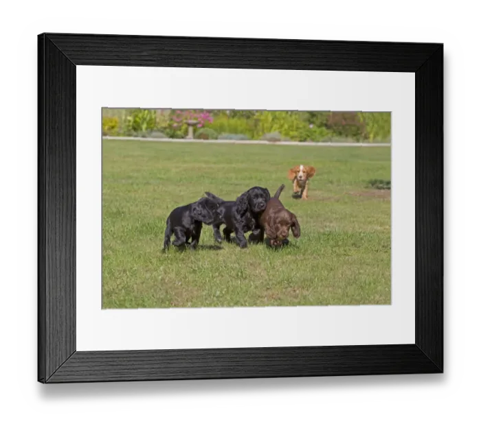 Framed Print : Domestic Dog, English Cocker Spaniel, four puppies, different coat colours, playing on lawn, Norfolk, England, August Framed Print : Domestic Dog, English Cocker Spaniel, four puppies, different coat colours, playing on lawn, Norfolk, England, August