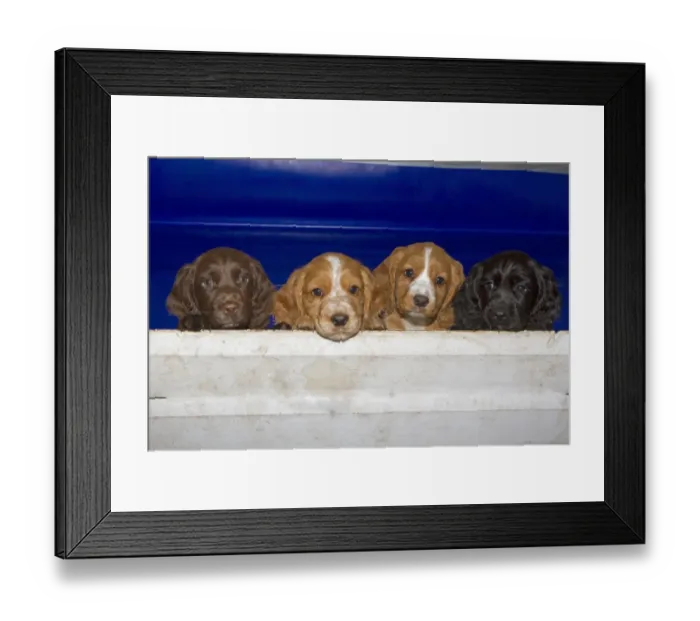 Framed Print : Domestic Dog, English Cocker Spaniel, four puppies, different coat colours, looking over wooden fence, Norfolk Framed Print : Domestic Dog, English Cocker Spaniel, four puppies, different coat colours, looking over wooden fence, Norfolk