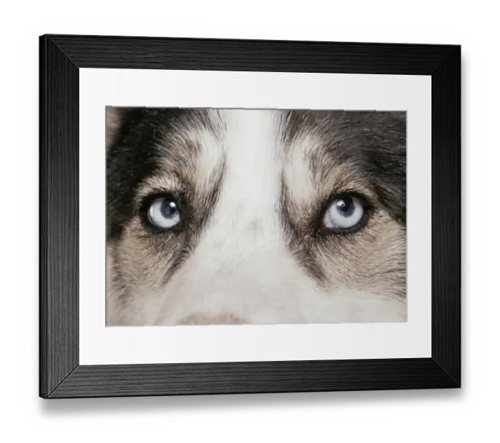 Framed Print : Domestic Dog, Siberian Husky, adult, close-up of eyes Framed Print : Domestic Dog, Siberian Husky, adult, close-up of eyes