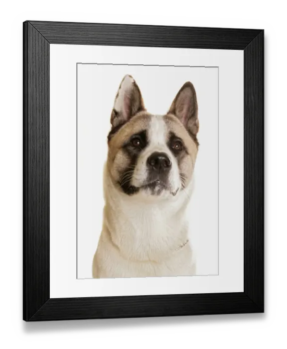 Framed Print : Domestic Dog, Akita Inu, adult, close-up of head Framed Print : Domestic Dog, Akita Inu, adult, close-up of head