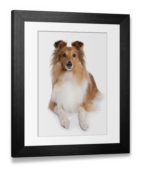 Framed Print : Domestic Dog, Shetland Sheepdog, adult, laying Framed Print : Domestic Dog, Shetland Sheepdog, adult, laying