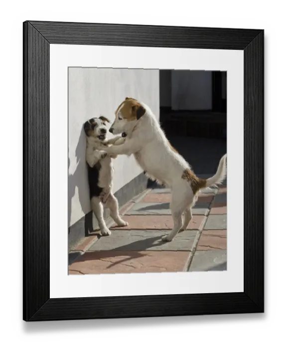 Framed Print : Domestic Dog, Jack Russell Terrier, adult female and puppy, playfighting against wall, Devon, England, April Framed Print : Domestic Dog, Jack Russell Terrier, adult female and puppy, playfighting against wall, Devon, England, April