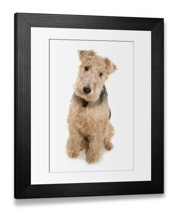 Framed Print : Domestic Dog, Lakeland Terrier, adult, sitting Framed Print : Domestic Dog, Lakeland Terrier, adult, sitting