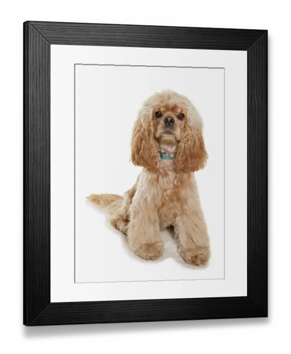 Framed Print : Domestic Dog, American Cocker Spaniel, adult, sitting Framed Print : Domestic Dog, American Cocker Spaniel, adult, sitting